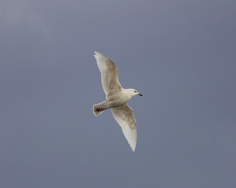 Iceland Gull, Ullapool (Andy Williams)