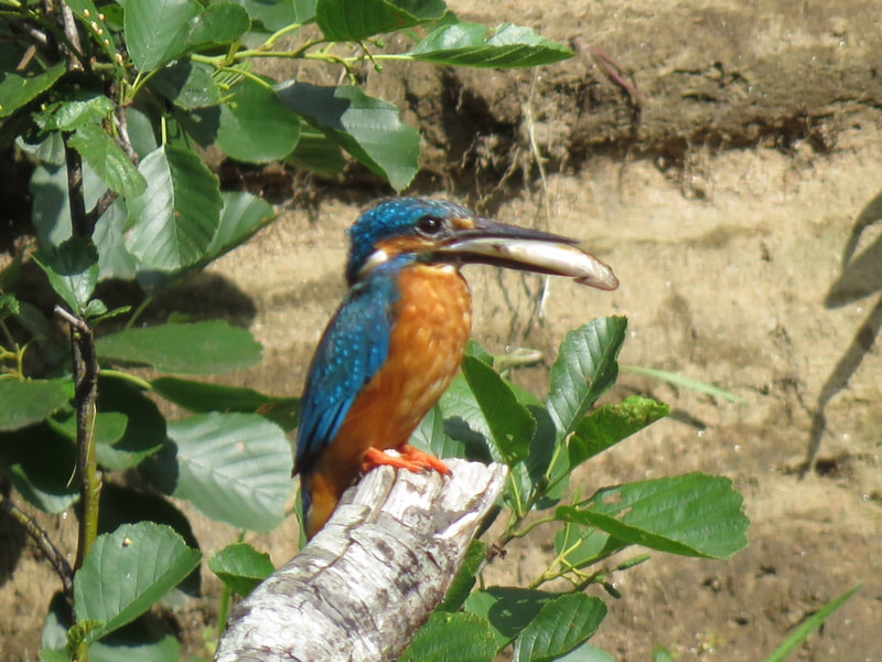 Kingfisher Wallpaper posted by John Simpson